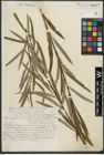 Foto von Salix purpurea L.